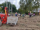 Wykopki, Uczestnicy WTZ, Pracownicy Domu Nadziei i Siostry zbierają ziemniaki